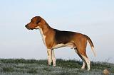 BEAGLE HARRIER 011